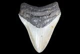 Megalodon Tooth - North Carolina #83967-1